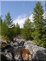 NH2613 : Larch trees by the Allt na Muic by Craig Wallace