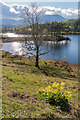 SD3399 : Cowslips above Tarn Hows by Ian Capper