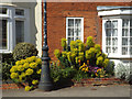 SP2872 : Mediterranean or Albanian Spurge in a front garden, High Street, Kenilworth by Robin Stott