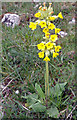 SK1177 : Cowslip by Stephen Burton