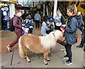 SJ9399 : Petting pony in Ashton by Gerald England