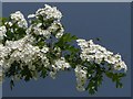 ST2079 : Hawthorn blossom, Howardian Nature Reserve, Cardiff by Robin Drayton