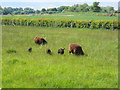 TF1306 : Sheep in a field near Etton by Paul Bryan