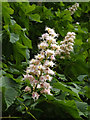 TM3876 : Blossom of a Horse Chestnut Tree at Highfield Residential Home by Geographer