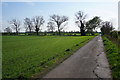 TL5465 : Row of trees by The Slates by Bill Boaden