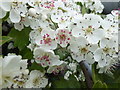 SK9923 : Colours of Hawthorn Blossom 3 by Bob Harvey