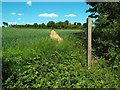 TQ6399 : Public footpath at Fryerning, Essex by Malc McDonald