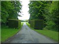 SX7290 : Well-tended hedges on the approach to Castle Drogo by David Smith