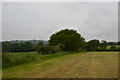 SJ8047 : Field near Scot Hay by Jonathan Hutchins