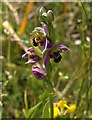 ST4254 : Bee orchid, Axbridge by Derek Harper