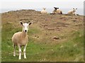 NT9168 : Sheep grazing on Wuddy Heugh by Graham Robson