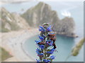 SY8080 : West Lulworth: spotty moths on a blue plant by Chris Downer