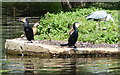 SP5301 : Birds along the River Thames by Mat Fascione