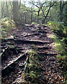 SJ9866 : Tree roots across the path, Dane Valley Way by Robin Stott