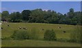 SJ4509 : Valley of the Rea Brook, from the railway by Christopher Hilton