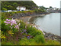 NM6796 : Wild flowers on the edge of Mallaig Harbour by Malc McDonald