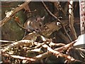 SS9645 : Wood mouse by Roger Cornfoot