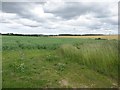 NT9739 : Field of peas east of Barmoor Ridge by Graham Robson