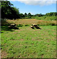 SO3608 : Clytha Estate picnic benches by Jaggery