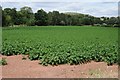 SO6068 : Potato crop in the Teme valley by Philip Halling