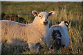 SS7643 : North Devon : Sheep Grazing by Lewis Clarke