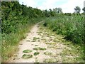 SD4313 : Diverted footpath, south of Martin Mere by Christine Johnstone