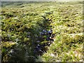 NH4185 : Burn source high on Dunan Liath in Glencalvie Forest by ian shiell