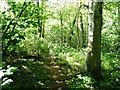 SN6083 : Permissive footpath, Coed y Cwm by Christine Johnstone