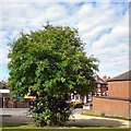 SJ9594 : Rowan Tree by Gerald England