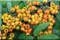 J3675 : Rowan berries, Victoria Park, Belfast (July 2015) by Albert Bridge