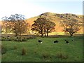 NY2319 : Sheep grazing in Newlands by Graham Robson