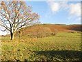 NY2320 : Newlands grassland by Graham Robson