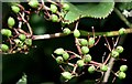 J4372 : Elderberries, Comber Greenway (August 2015) by Albert Bridge