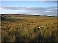 NY7568 : Rough pasture south of Gibbs Hill by Karl and Ali