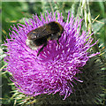 NO7047 : Bumble Bee on Spear Thistle Flower by Anne Burgess