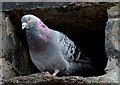 J4187 : Feral pigeon, Carrickfergus - August 2015(1) by Albert Bridge