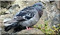 J4187 : Feral pigeon, Carrickfergus - August 2015(2) by Albert Bridge