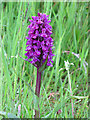 NJ2155 : Northern Marsh Orchid (Dactylorhiza purpurella) by Anne Burgess