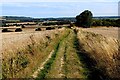 TR0449 : National Trail on Soakham Down by Chris Heaton