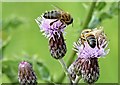 J4482 : Hoverflies, Helen's Bay (August 2015) by Albert Bridge