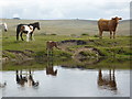 SX5570 : Dartmoor National Park - spot the odd one out by Chris Allen