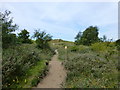 SD2910 : The West End Walk emerges onto the Ainsdale Hills by Raymond Knapman