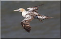 TA1874 : Gannet, Bempton Cliffs, Yorkshire by Christine Matthews