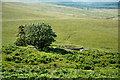 NY7682 : Sheepfold below Whitchester Crags by Trevor Littlewood