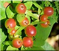 J4078 : Tutsan berries, Glenlyon, Holywood -  August 2015 (1) by Albert Bridge