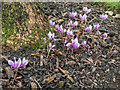 TQ1478 : Cyclamen, Osterley Park, London by Christine Matthews