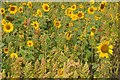 SP2337 : Sunflowers by Philip Halling