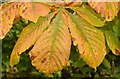 J4079 : Autumn chestnut leaves, Holywood (September 2015) by Albert Bridge