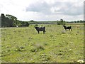 SU3208 : Longwater Lawn, cattle grazing by Mike Faherty