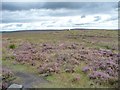 SK2675 : Flowering heather on Big Moor by Christine Johnstone